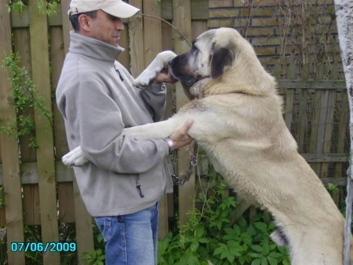 Kangal Bodyguard billede 2
