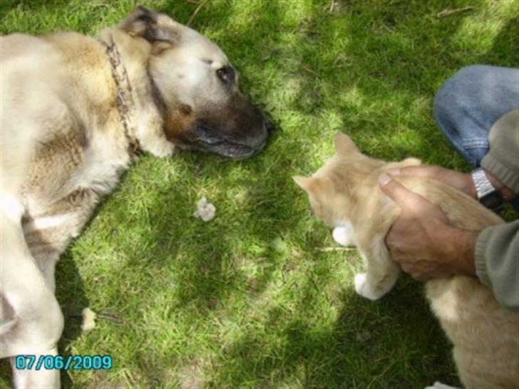 Kangal Bodyguard billede 3