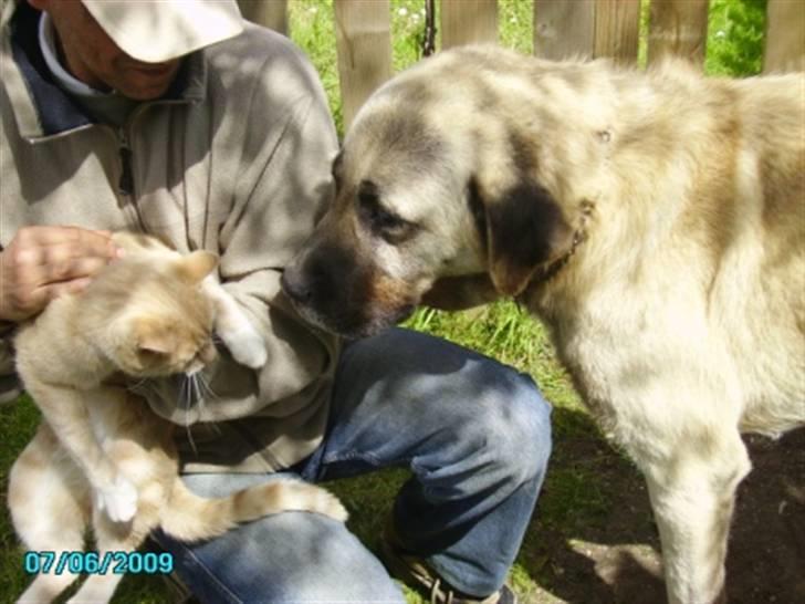 Kangal Bodyguard billede 4