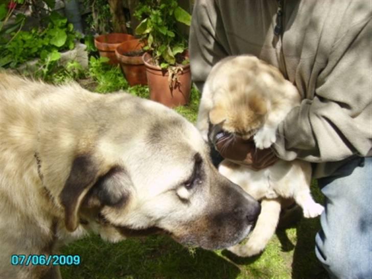 Kangal Bodyguard billede 5