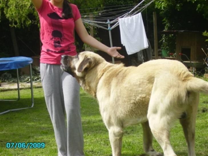 Kangal Bodyguard billede 6