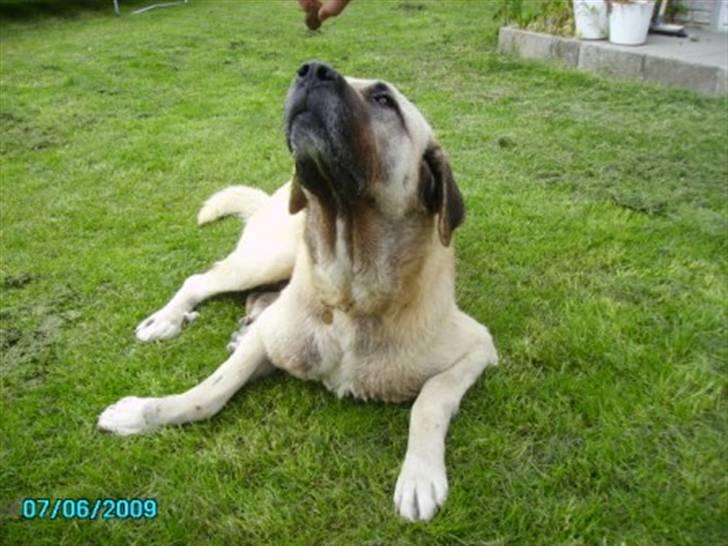 Kangal Bodyguard billede 8