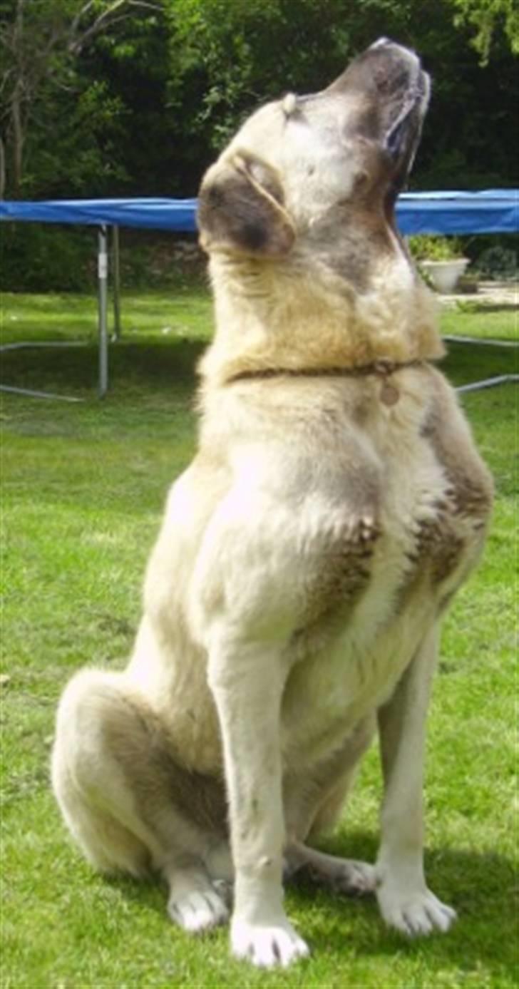 Kangal Bodyguard billede 9