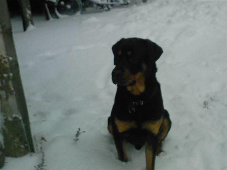 Blanding af racer Mowgli - Sidder lige så fint ved postkassen, for jeg må ikke gå længere !!!! billede 3