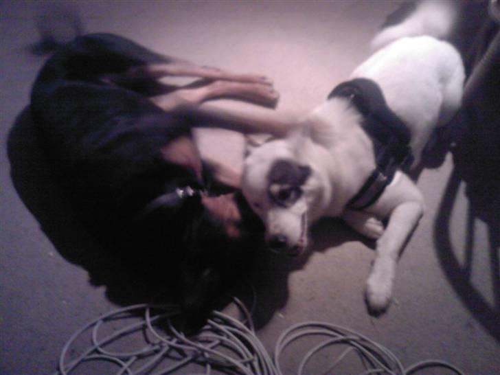 Blanding af racer Mowgli - Ligger og nusser med en af mine bedste hundevenner Ronja !!!!!! billede 4