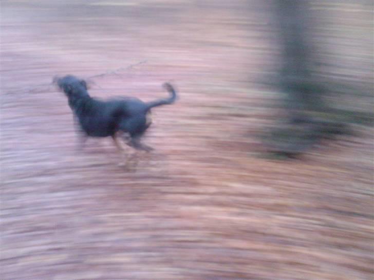 Blanding af racer Mowgli - Elsker at lege nede i vores skov specielt hvis vi møder nogle af "vennerne" ! billede 5