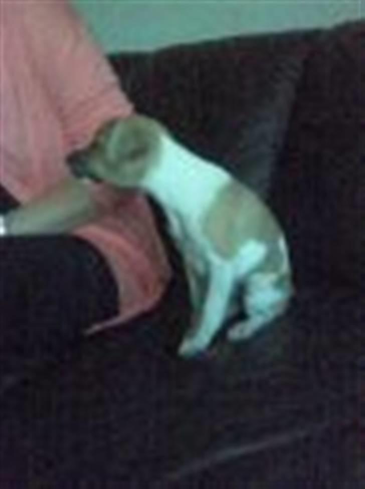 Blanding af racer Luca - Hun vil bare så gerne med mig hjem :) billede 3