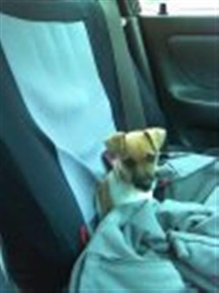 Blanding af racer Luca - Så er hun lige med ude og kigge i bilen.  billede 4