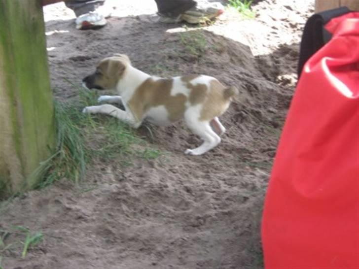 Blanding af racer Luca - Så er hun i hundeskoven, med Signe billede 5