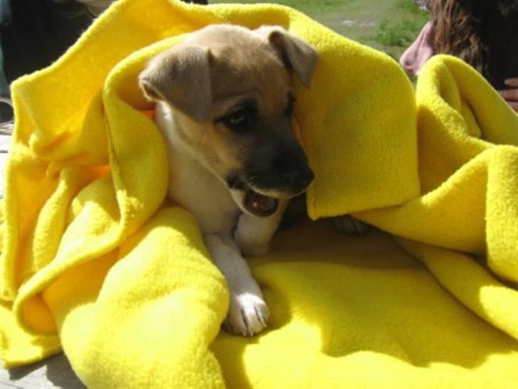 Blanding af racer Luca billede 6