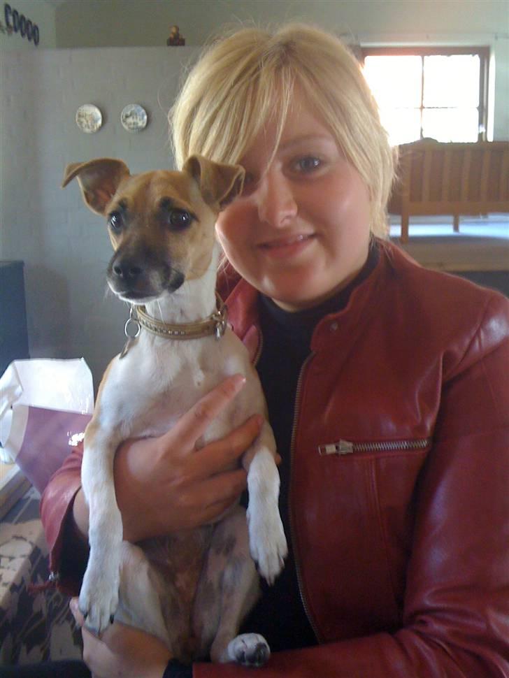 Blanding af racer Luca - Nu er hun blevet stor.  billede 7