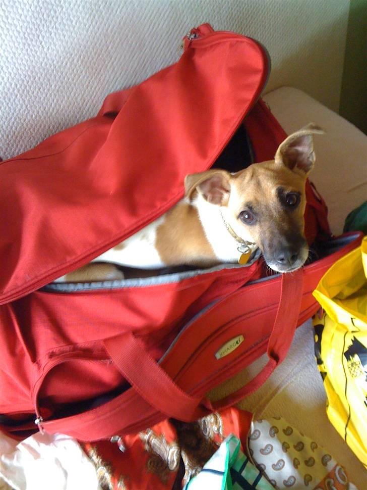 Blanding af racer Luca - Og hun vil med mig over alt, og gør alt for at komme med.  billede 8