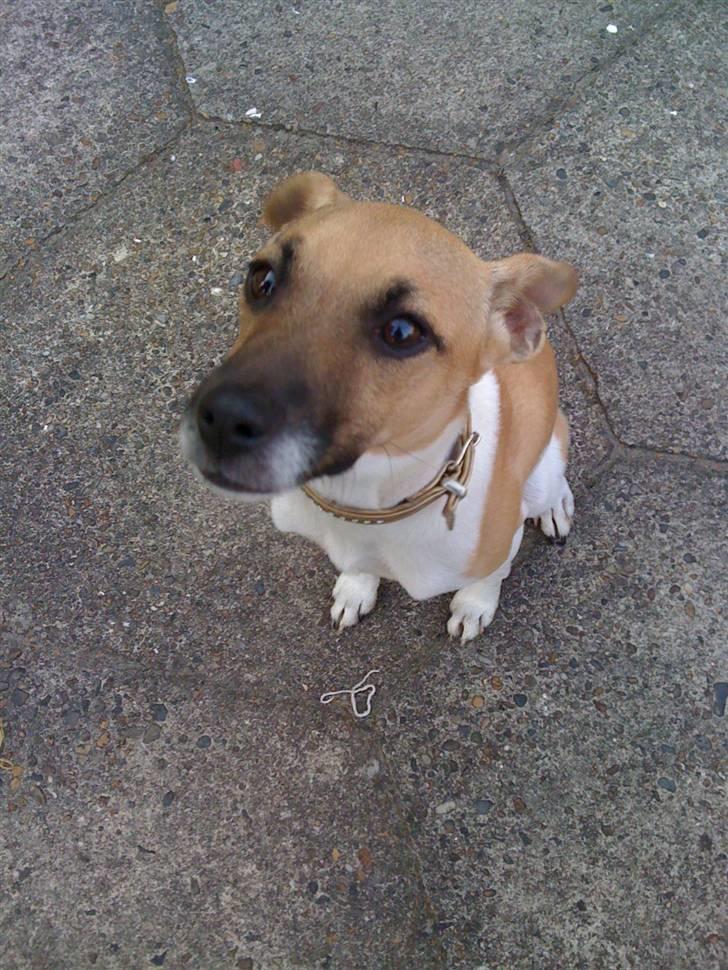 Blanding af racer Luca billede 10