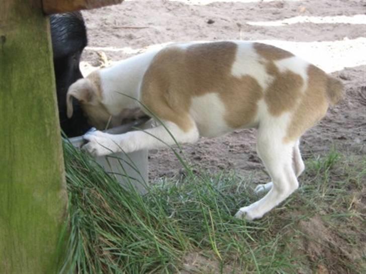 Blanding af racer Luca billede 11