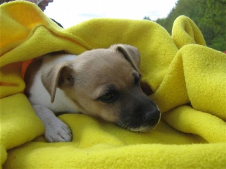 Blanding af racer Luca billede 12