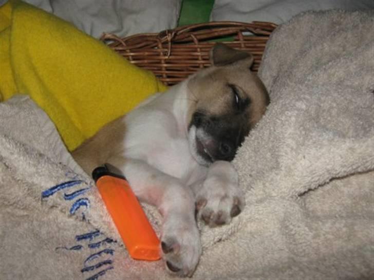 Blanding af racer Luca billede 13