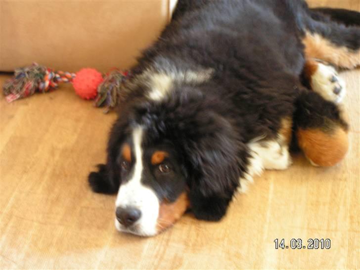 Berner sennenhund Anton billede 1