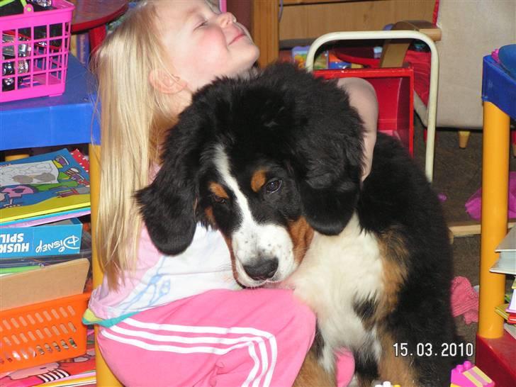 Berner sennenhund Anton - Kristina of Anton er bare de bedste venner billede 2