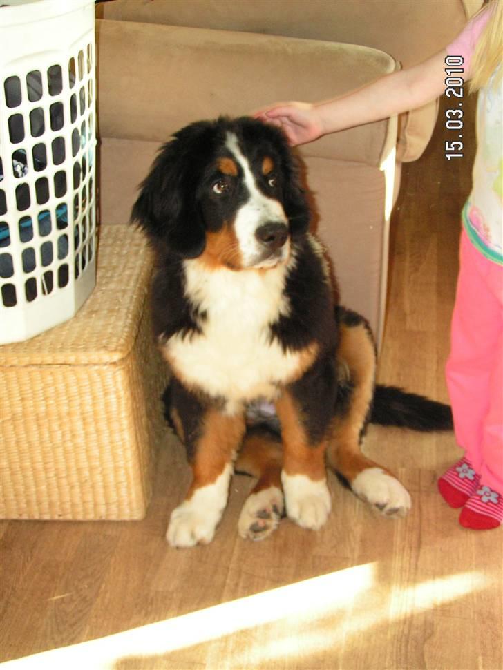 Berner sennenhund Anton billede 3
