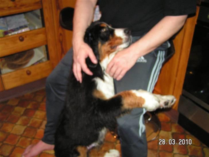 Berner sennenhund Anton - jeg fedter lige lidt for far... billede 4