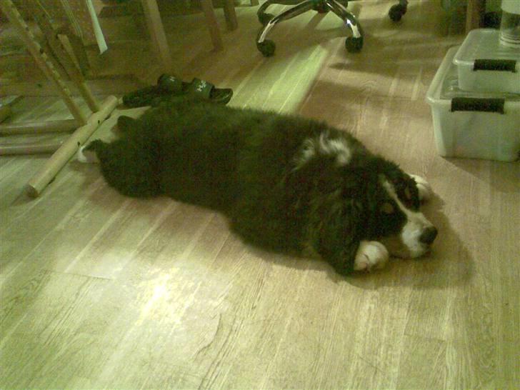 Berner sennenhund Anton - Anton 15 uger gammel ( taget den dag vi kom hjem med ham) billede 5