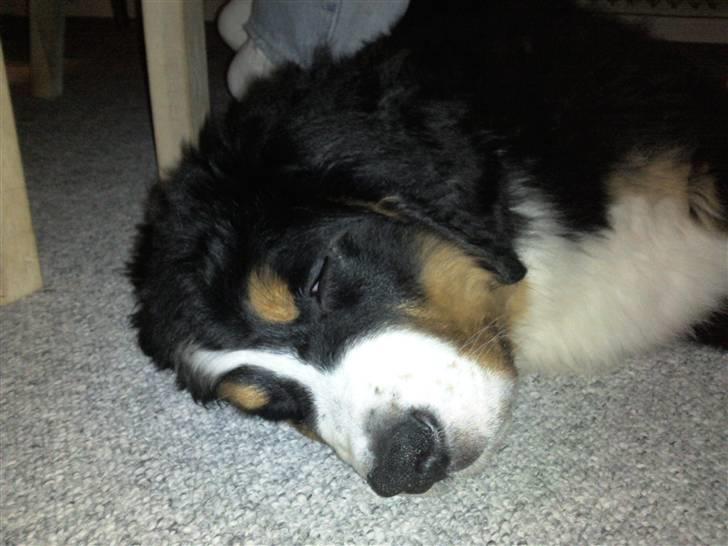 Berner sennenhund Anton - SNORK ZZZZ billede 6