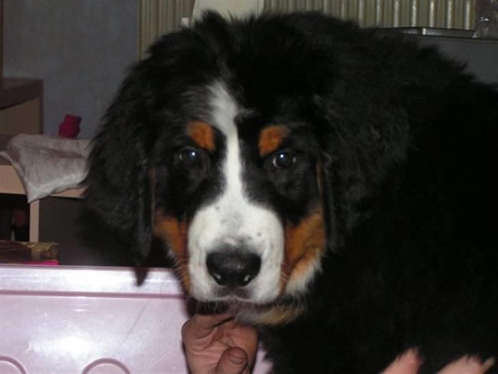 Berner sennenhund Anton - jeg er lækker , jeg ved det godt billede 7