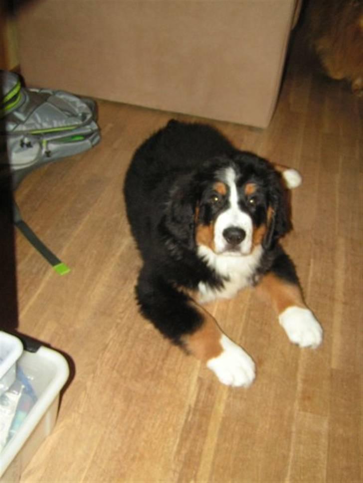 Berner sennenhund Anton billede 8