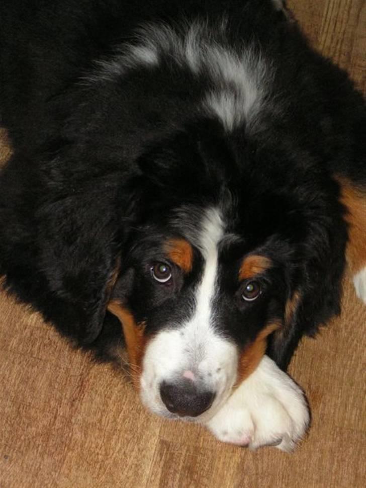 Berner sennenhund Anton billede 9