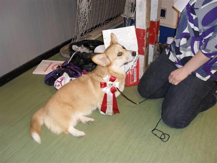 Welsh corgi pembroke kenya - Fra udstilling i Årslev  billede 12