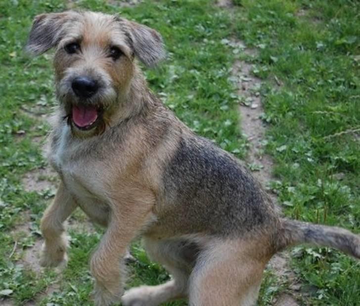 Blanding af racer Futte  - på tur med min mor billede 2