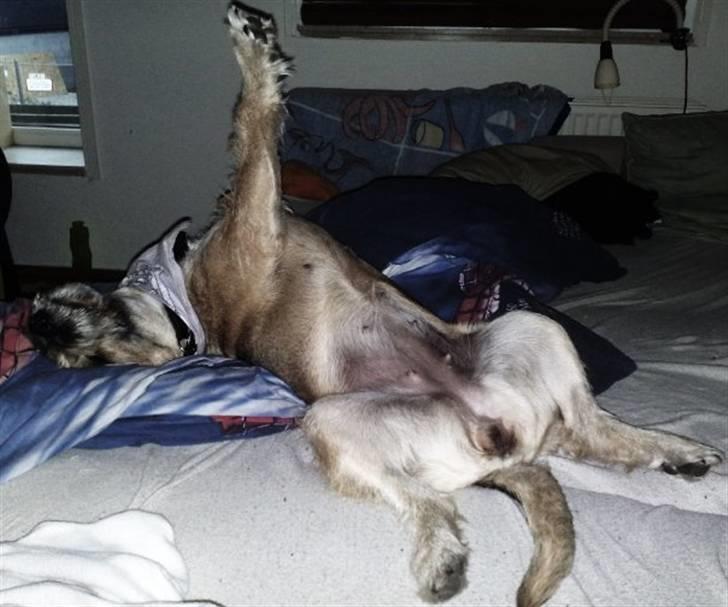 Blanding af racer Futte  - futte leger superdame når hun sover :D billede 6