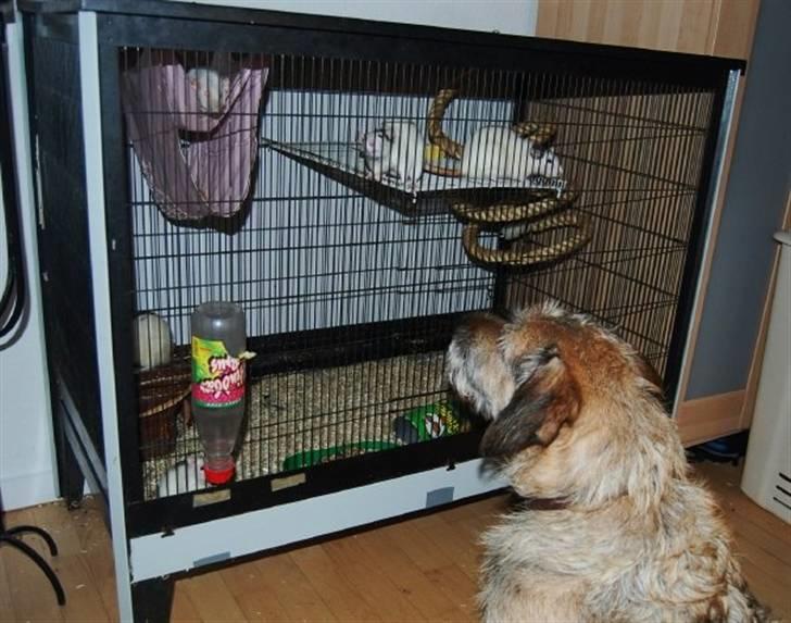 Blanding af racer Futte  - fjernsyn for futte :D billede 7