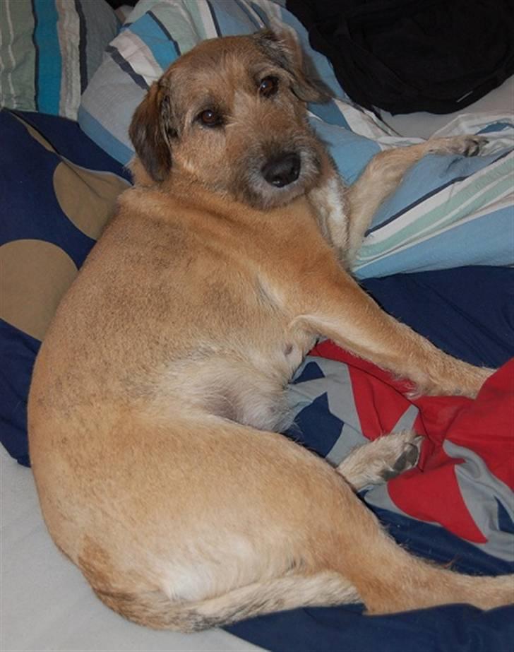 Blanding af racer Futte  - sommerklippet :I billede 8