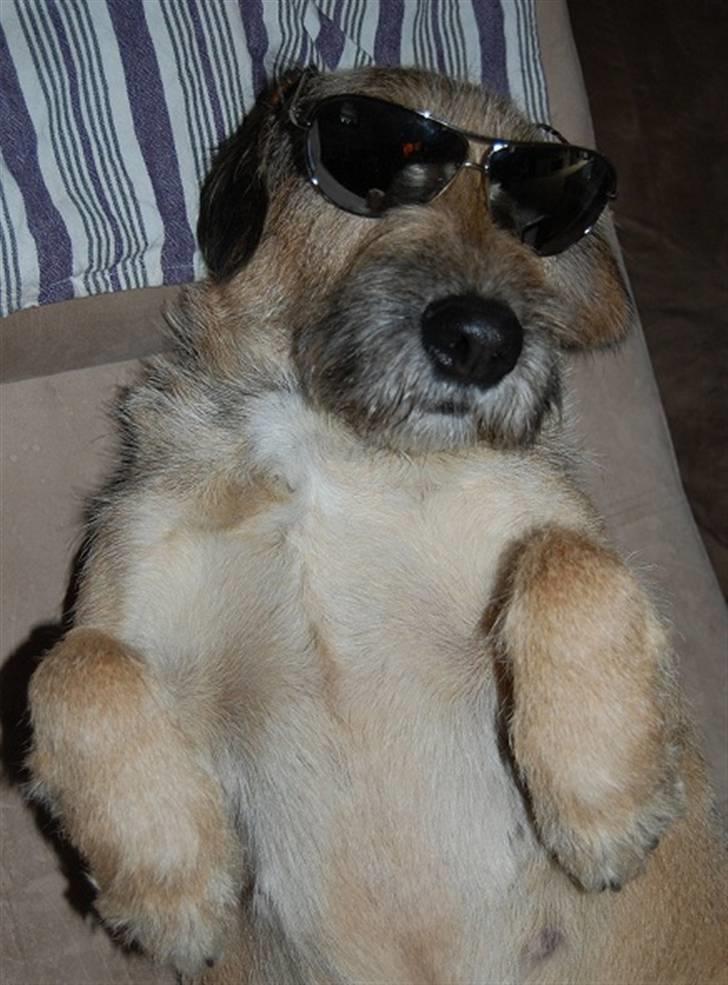 Blanding af racer Futte  - seje futte!  billede 10