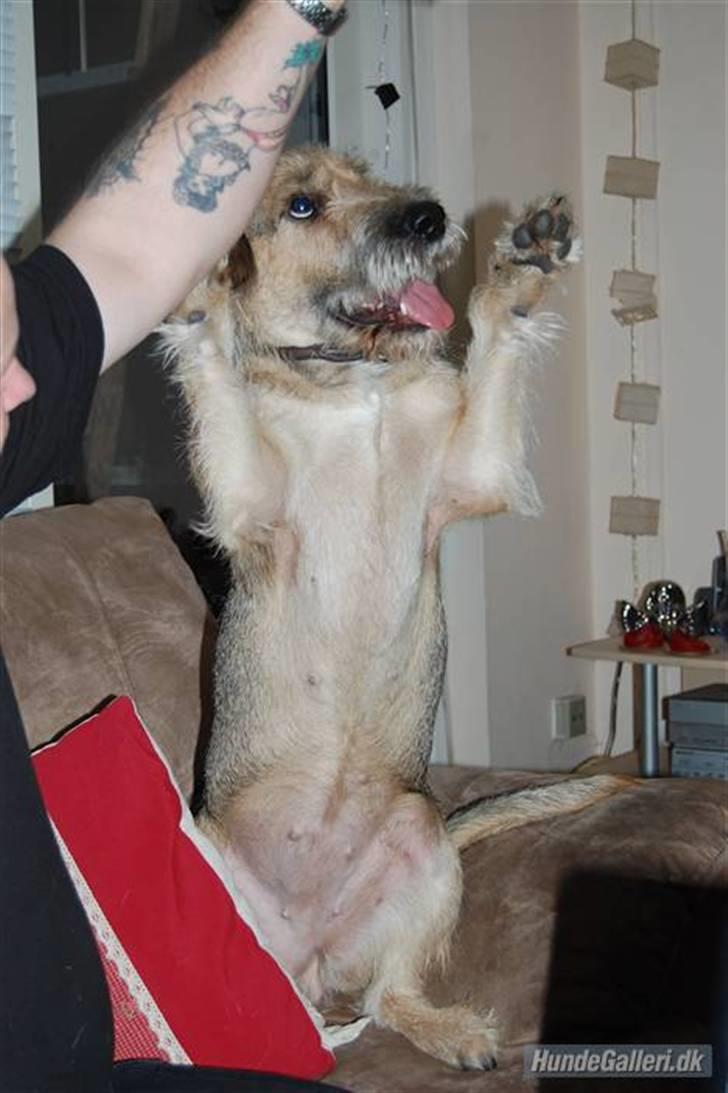 Blanding af racer Futte  - se mor jeg kan sidde pænt :D  billede 11