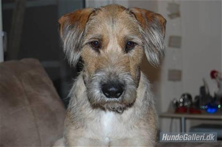 Blanding af racer Futte  - charme!!!  billede 12