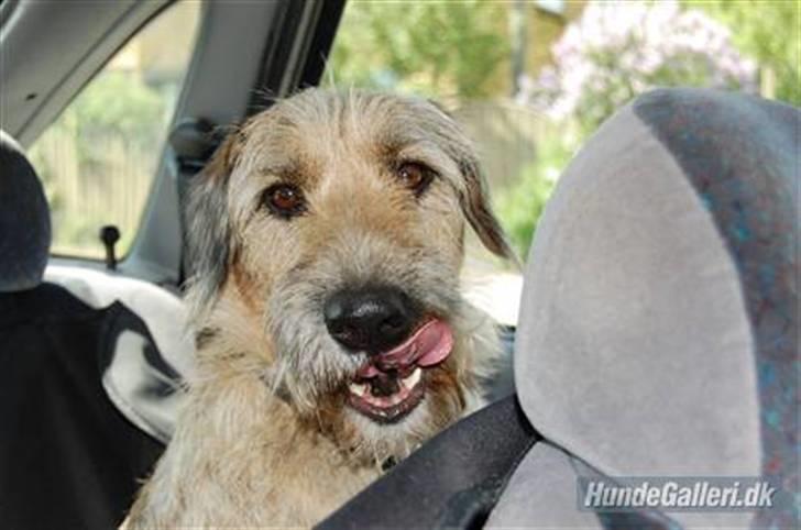 Blanding af racer Futte  - hvor skal vi hen?  billede 13