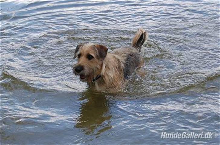 Blanding af racer Futte  - weee ud og bade!! :D  billede 14