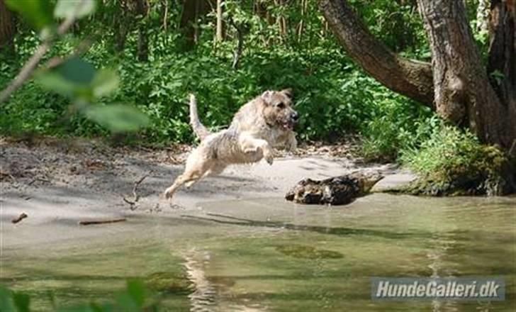 Blanding af racer Futte  - se hvor god jeg er til at hoppe! :D billede 15