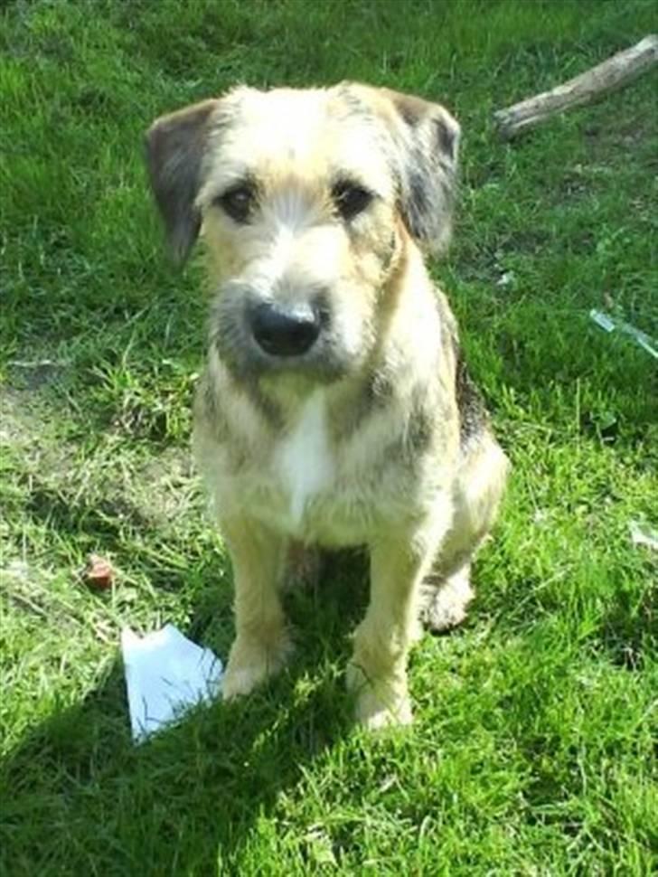 Blanding af racer Futte  - her er hun et par dage efter jeg fik hende af min stedfar :) billede 18