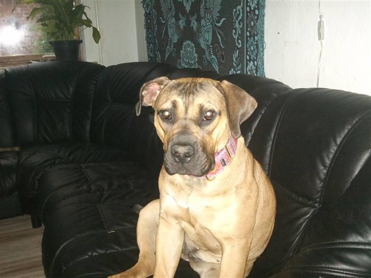 Boerboel anasha Laika billede 1