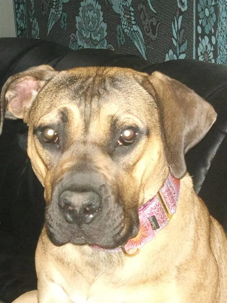 Boerboel anasha Laika billede 2