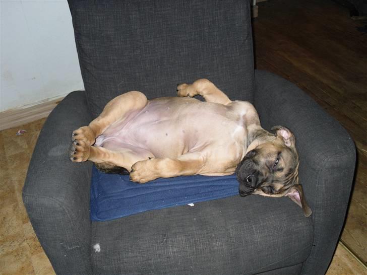 Boerboel anasha Laika billede 3