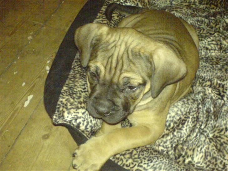 Boerboel anasha Laika billede 4