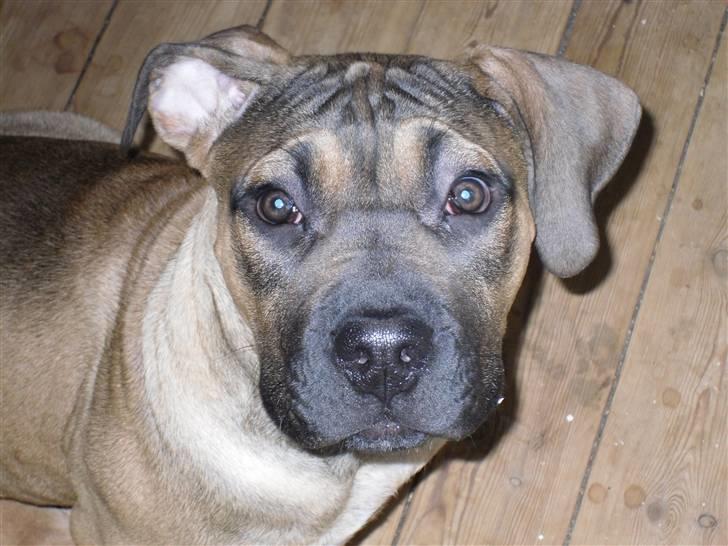Boerboel anasha Laika billede 5