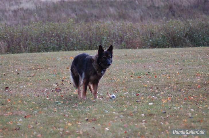 Schæferhund H.B. billede 1