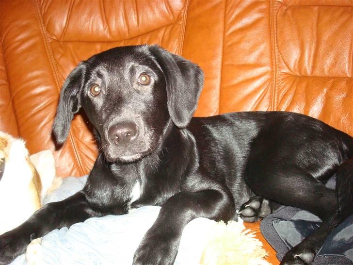 Labrador retriever Aggie billede 1