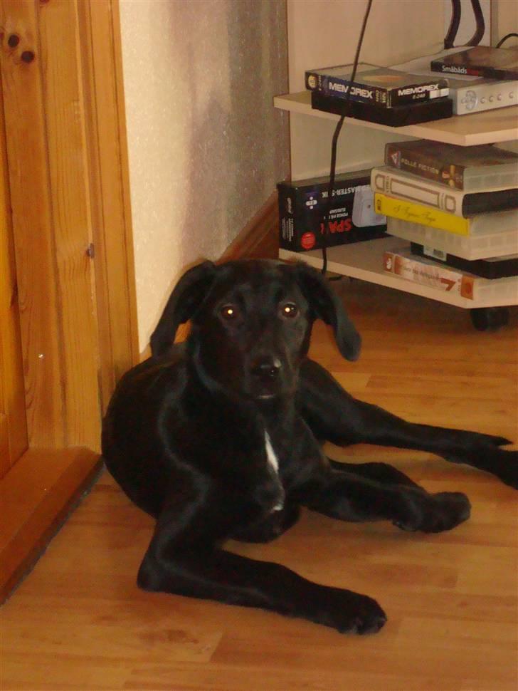 Labrador retriever Aggie billede 2