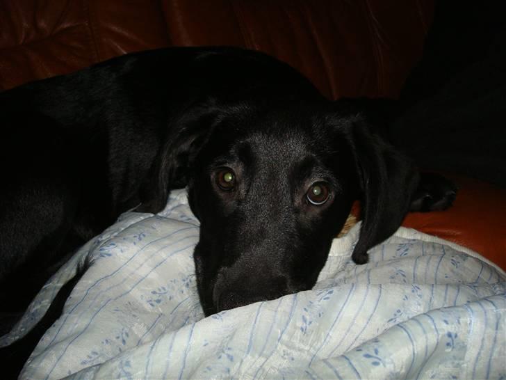 Labrador retriever Aggie billede 3